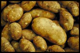 A collection of white potatoes of various sizes