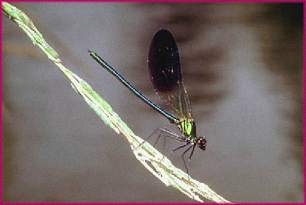 picture of a dragon fly