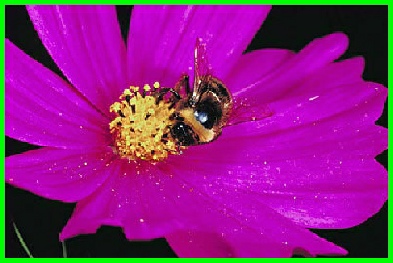picture of Bumble bee at the centre of a magenta flower