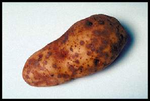 A Red looking potato